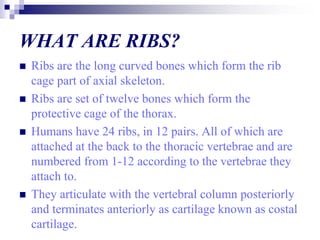 Anatomy of Costal cartilage and Ribs | PPT