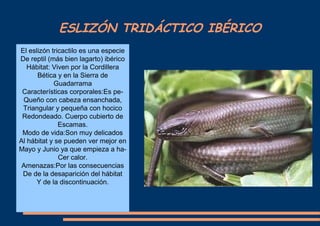 ESLIZÓN TRIDÁCTICO IBÉRICO
El eslizón tricactilo es una especie
De reptil (más bien lagarto) ibérico
Hábitat: Viven por la Cordillera
Bética y en la Sierra de
Guadarrama
Características corporales:Es peQueño con cabeza ensanchada,
Triangular y pequeña con hocico
Redondeado. Cuerpo cubierto de
Escamas.
Modo de vida:Son muy delicados
Al hábitat y se pueden ver mejor en
Mayo y Junio ya que empieza a haCer calor.
Amenazas:Por las consecuencias
De de la desaparición del hábitat
Y de la discontinuación.

 