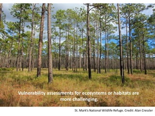 Vulnerability assessments for ecosystems or habitats are
more challenging.
St. Mark’s National Wildlife Refuge. Credit: Alan Cressler
 