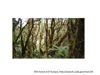 Elfin forest at El Yunque, http://www.fs.usda.gov/main/iitf
 