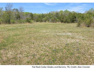 Flat Rock Cedar Glades and Barrens, TN, Credit: Alan Cressler
 