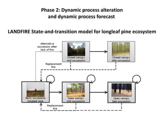Phase 2: Dynamic process alteration
and dynamic process forecast
LANDFIRE State-and-transition model for longleaf pine ecosystem
 