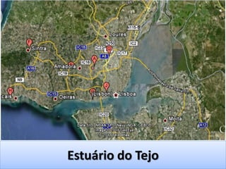 Estuário do Tejo
 