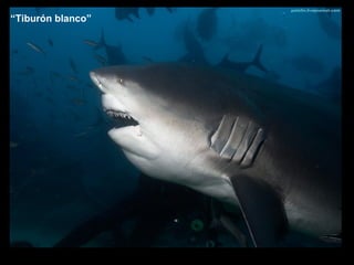 “ Tiburón blanco” 