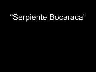“ Serpiente Bocaraca” 