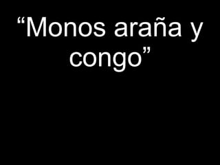 “ Monos araña y congo” 