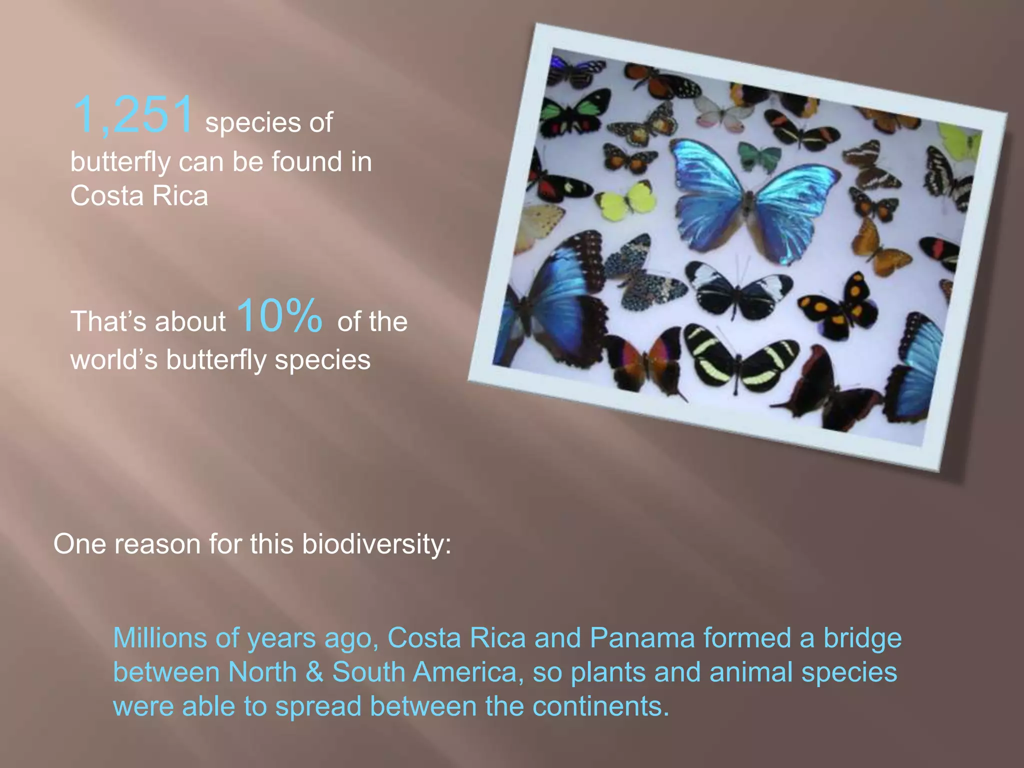 Butterflies of Costa Rica | PPTX