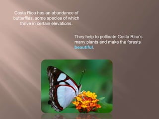 Butterflies of Costa Rica | PPTX
