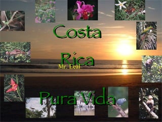 Costa Rica Pura Vida Mr. Leal 