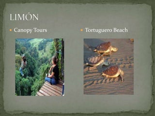  Canopy Tours  Tortuguero Beach
 