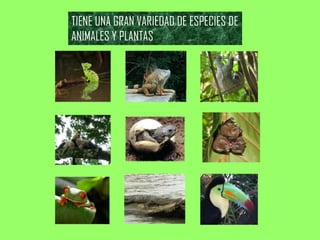 TIENE UNA GRAN VARIEDAD DE ESPECIES DE
ANIMALES Y PLANTAS
 