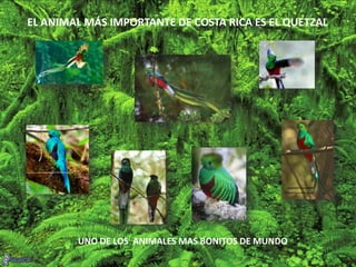 EL ANIMAL MÁS IMPORTANTE DE COSTA RICA ES EL QUETZAL
UNO DE LOS ANIMALES MAS BONITOS DE MUNDO
 