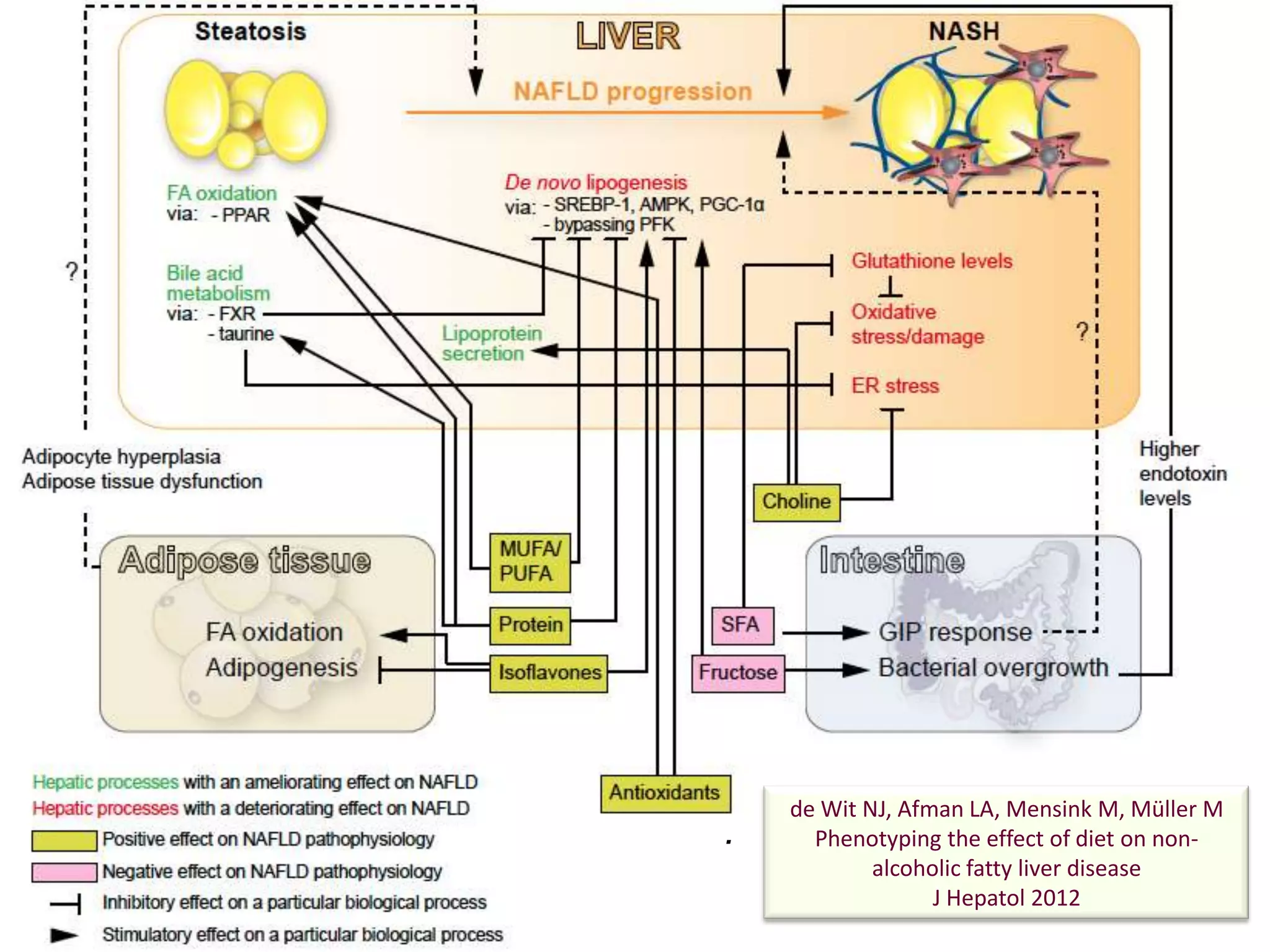 de Wit NJ, Afman LA, Mensink M, Müller M
.     Phenotyping the effect of diet on non-
            alcoholic fatty liver disease
                  J Hepatol 2012
 