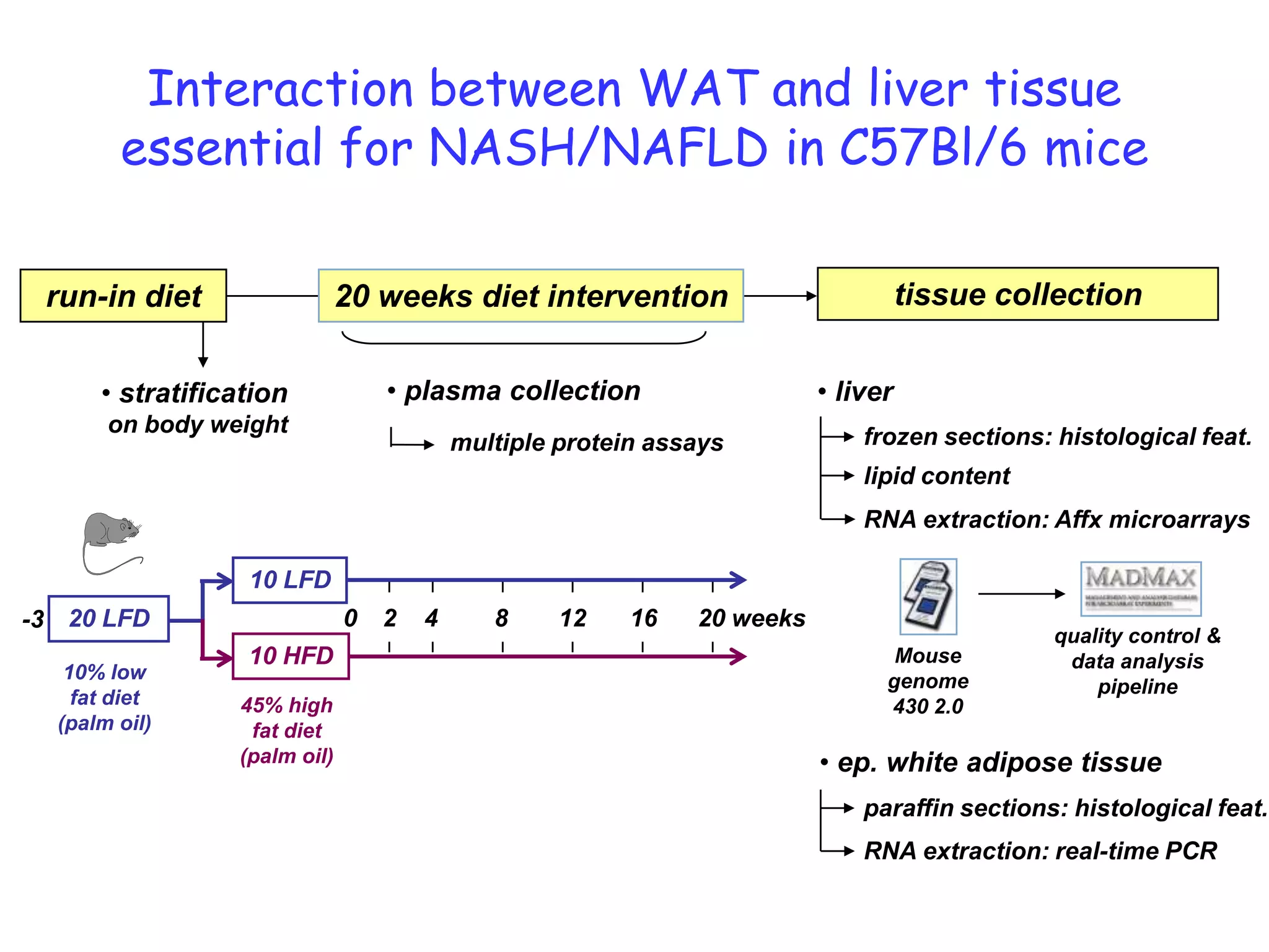 Interaction between WAT and liver tissue
        essential for NASH/NAFLD in C57Bl/6 mice

 run-in diet                  20 weeks diet intervention                           tissue collection


      • stratification            • plasma collection                    • liver
       on body weight                                                        frozen sections: histological feat.
                                          multiple protein assays
                                                                             lipid content
                                                                             RNA extraction: Affx microarrays

                  10 LFD
-3 20 LFD                     0   2   4      8     12    16   20 weeks
                                                                                              quality control &
                  10 HFD                                                        Mouse          data analysis
   10% low                                                                     genome             pipeline
    fat diet     45% high                                                      430 2.0
  (palm oil)      fat diet
                 (palm oil)                                              • ep. white adipose tissue
                                                                             paraffin sections: histological feat.
                                                                             RNA extraction: real-time PCR
 