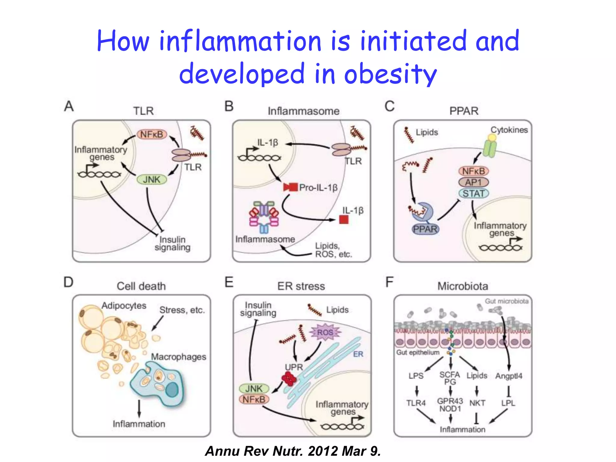 How inflammation is initiated and
      developed in obesity




        Annu Rev Nutr. 2012 Mar 9.
 