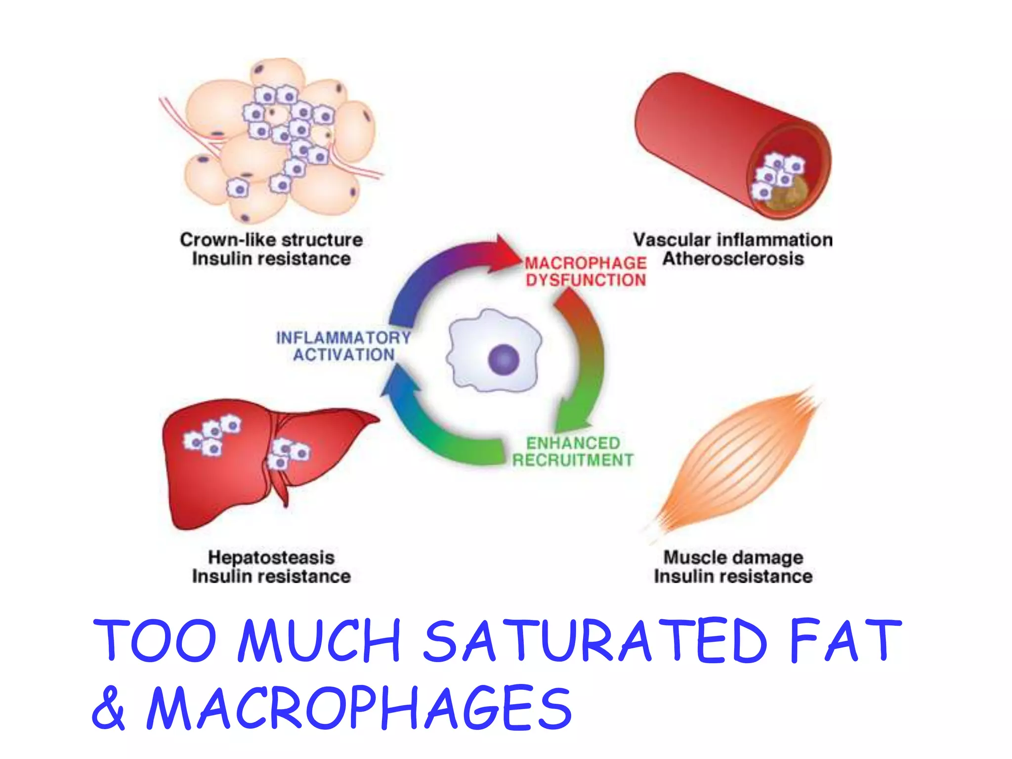 TOO MUCH SATURATED FAT
& MACROPHAGES
 