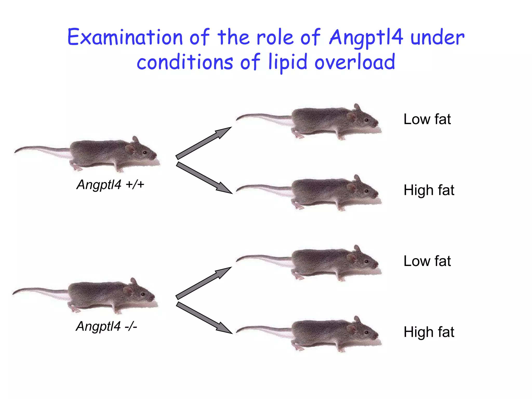 Examination of the role of Angptl4 under
      conditions of lipid overload

                                 Low fat



Angptl4 +/+                      High fat



                                 Low fat



Angptl4 -/-                      High fat
 
