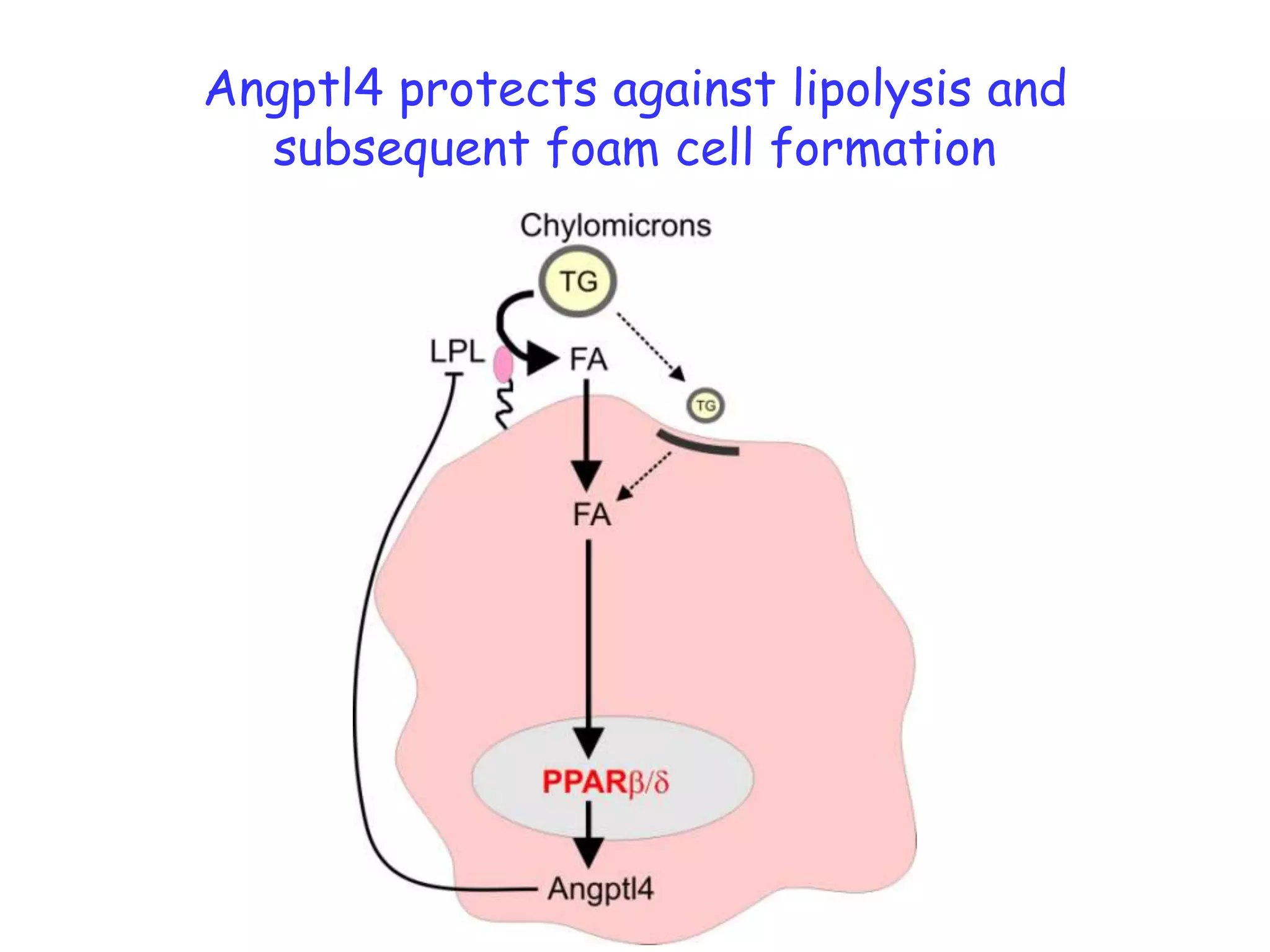Angptl4 protects against lipolysis and
  subsequent foam cell formation
 