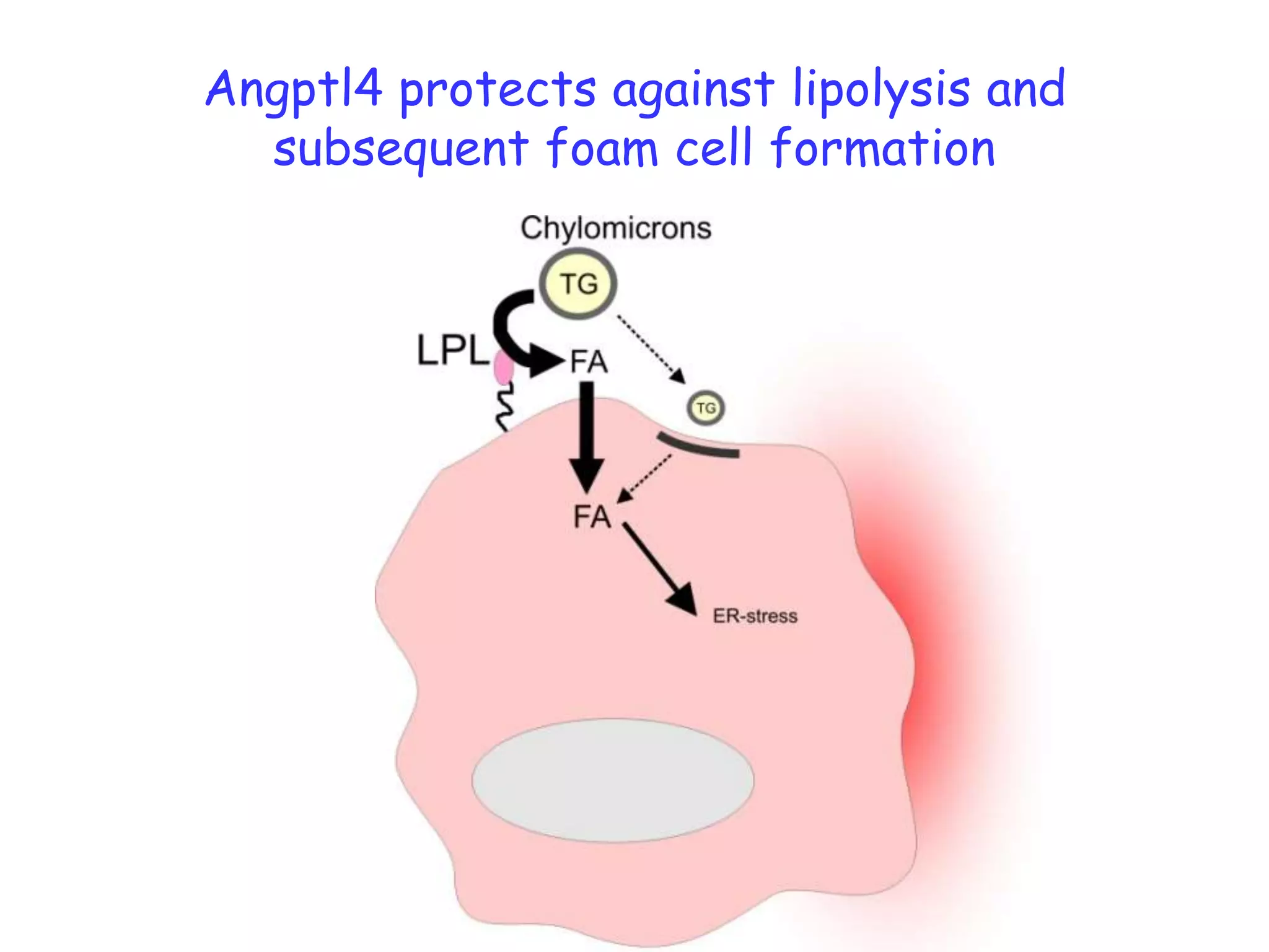 Angptl4 protects against lipolysis and
  subsequent foam cell formation
 