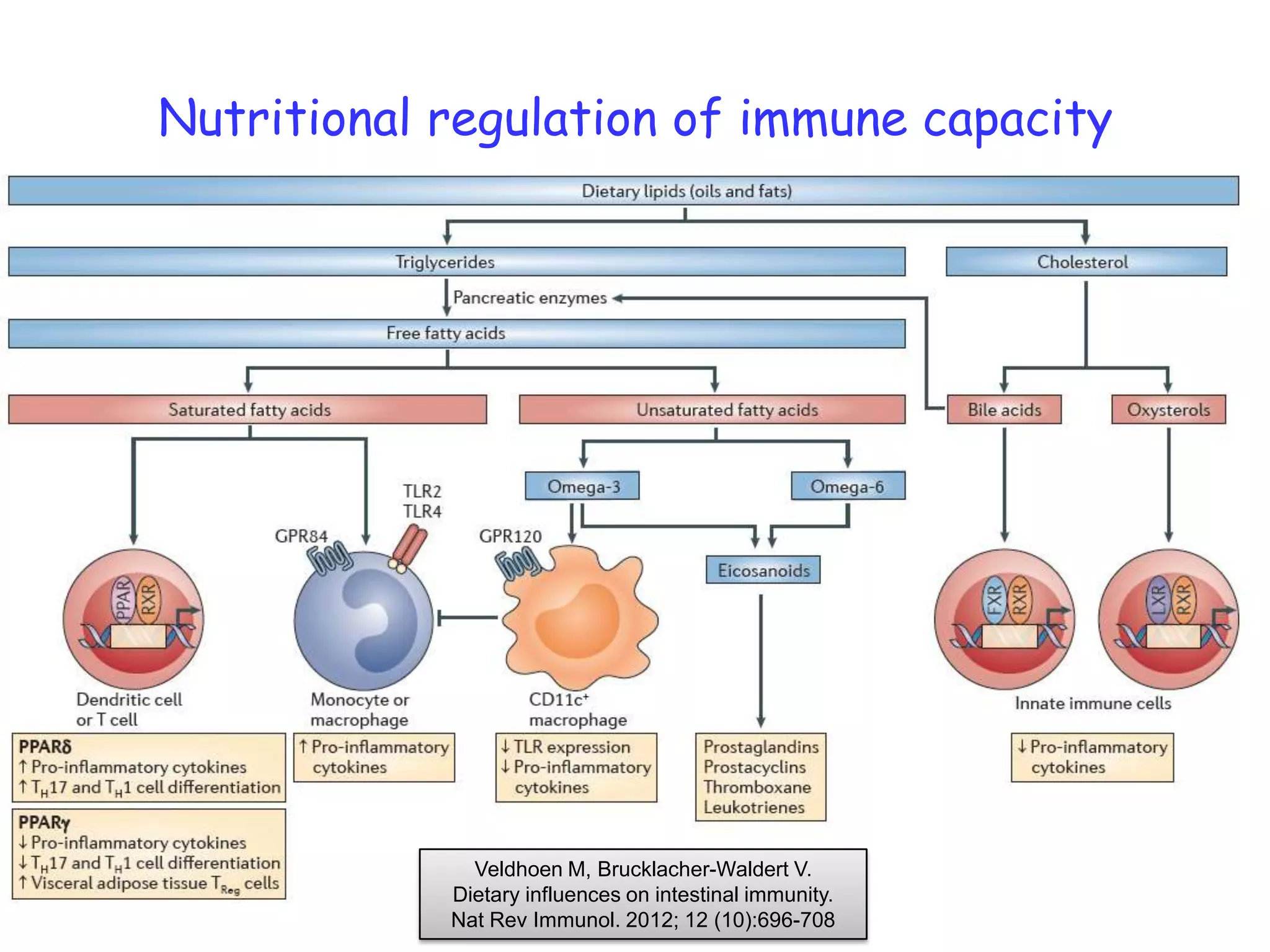 Nutritional regulation of immune capacity




              Veldhoen M, Brucklacher-Waldert V.
            Dietary influences on intestinal immunity.
            Nat Rev Immunol. 2012; 12 (10):696-708
 