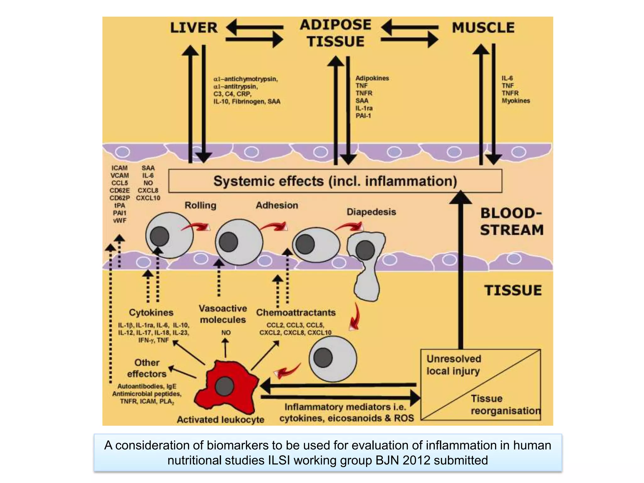 A consideration of biomarkers to be used for evaluation of inflammation in human
           nutritional studies ILSI working group BJN 2012 submitted
 