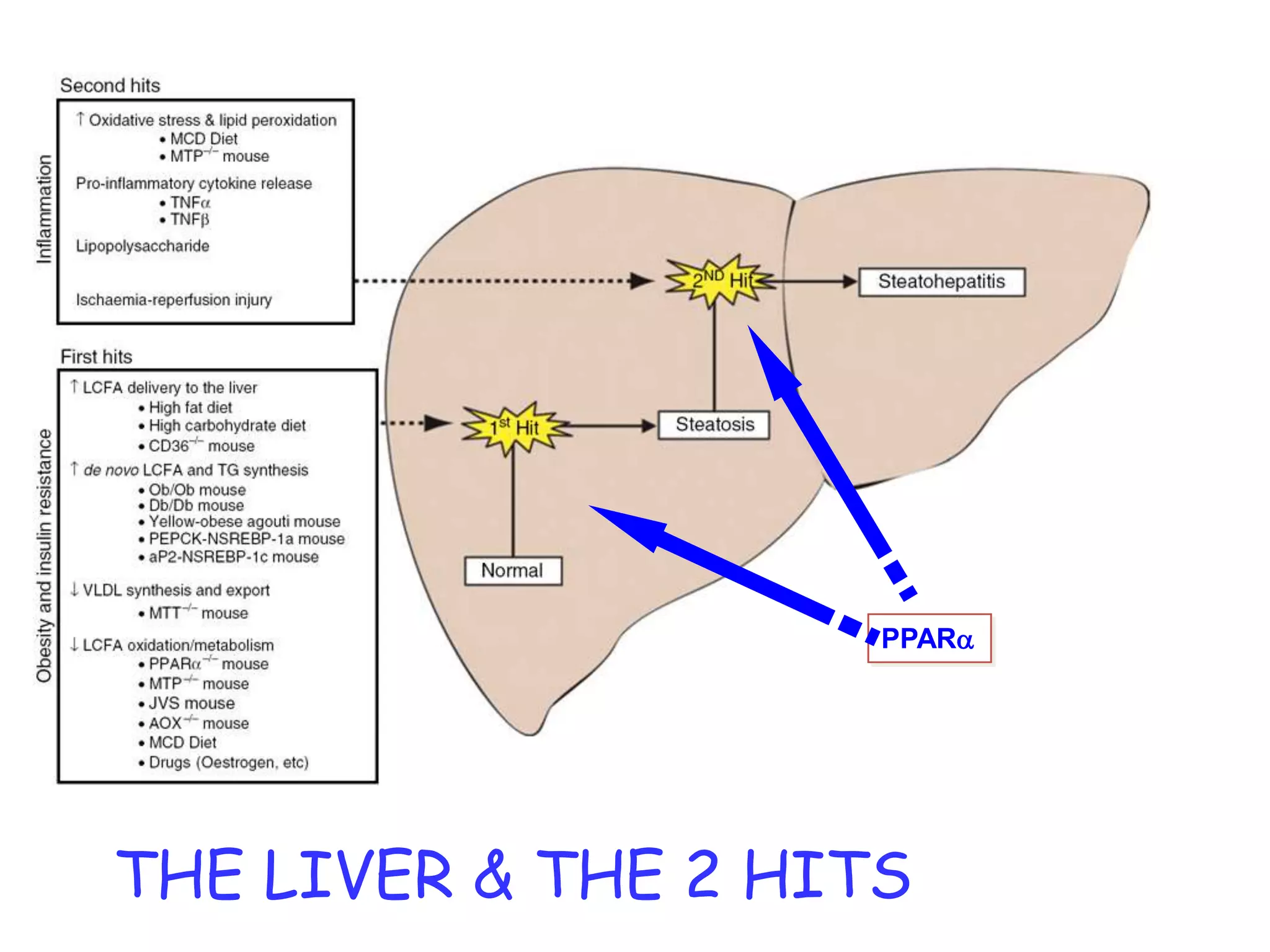 PPARa




THE LIVER & THE 2 HITS
 
