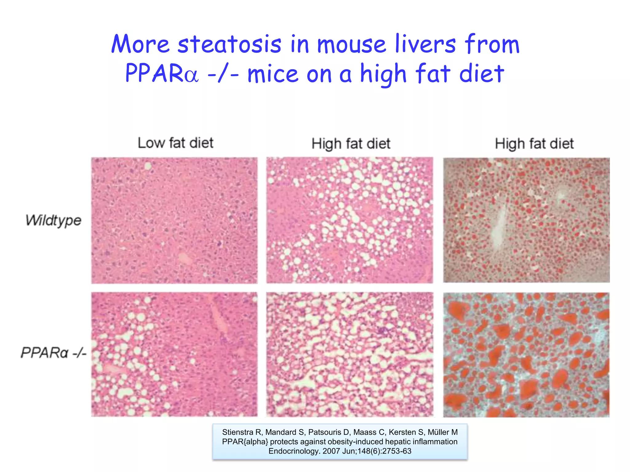 More steatosis in mouse livers from
 PPARa -/- mice on a high fat diet




         Stienstra R, Mandard S, Patsouris D, Maass C, Kersten S, Müller M
         PPAR{alpha} protects against obesity-induced hepatic inflammation
                      Endocrinology. 2007 Jun;148(6):2753-63
 