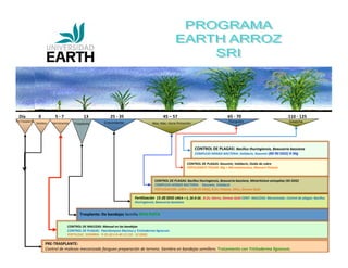 Proyecto de Arroz SRI - EARTH University, Costa Rica