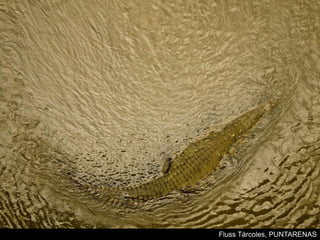 Fluss Tárcoles, PUNTARENAS
 