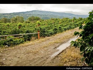 Kaffeeplantage - CARTAGO
 