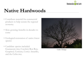 Native Hardwoods
• Contribute material for commercial
  products to help sustain the regional
  economy

• Slow growing; b...
