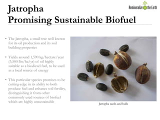 Jatropha
 Promising Sustainable Biofuel
• The Jatropha, a small tree well known
  for its oil production and its soil
  bu...