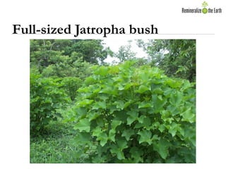 Full-sized Jatropha bush
 