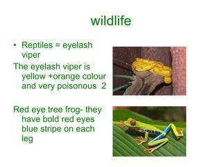 wildlife Reptiles = eyelash viper The eyelash viper is yellow +orange colour and very poisonous  2 Red eye tree frog- they have bold red eyes blue stripe on each leg  