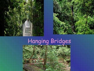 Hanging Bridges 