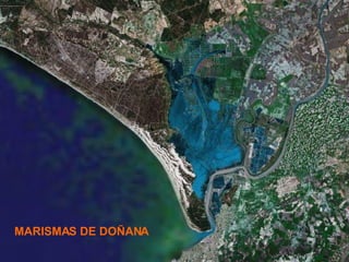 MARISMAS DE DOÑANA