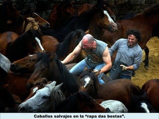 Caballos salvajes en la “rapa das bestas”.
 