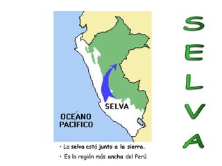• La selva está junto a la sierra.
• Es la región más ancha del Perú
 