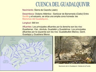 CUENCA DEL GUADALQUIVIR Nacimiento : Sierra de Cazorla (Jaén)  Desemboca : Océano Atlántico : Sanlúcar de Barrameda (Cádiz)  Entre  Sevilla  y el estuario, se sitúa una amplia zona húmeda: las  Marismas del Guadalquivir .   Longitud:  590 km  Afluentes:  Los principales afluentes por la derecha son los ríos: Guadiamar, Viar, Jándula, Guadalén y Guadalimar. Los principales afluentes por la izquierda son los ríos: Guadalbullón Blanco, Genil, Guadajoz y Guadiana Menor .  Nacimiento del río Guadalquivir. Cañada de la Fuente 