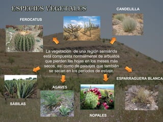 La vegetación de una región semiárida
está compuesta normalmente de arbustos
que pierden las hojas en los meses más
secos, así como de paisajes que también
se secan en los períodos de estiaje.
CANDELILLA
ESPARRAGUERA BLANCA
NOPALES
AGAVES
SÁBILAS
FEROCATUS
 