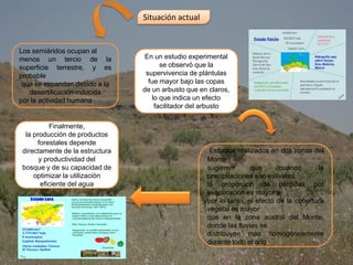 Los semiáridos ocupan al
menos un tercio de la
superficie terrestre, y es
probable
que se expandan debido a la
desertificación inducida
por la actividad humana
Situación actual
En un estudio experimental
se observó que la
supervivencia de plántulas
fue mayor bajo las copas
de un arbusto que en claros,
lo que indica un efecto
facilitador del arbusto
Finalmente,
la producción de productos
forestales depende
directamente de la estructura
y productividad del
bosque y de su capacidad de
optimizar la utilización
eficiente del agua
Estudios realizados en dos zonas del
Monte
sugieren que cuando la
precipitaciones son estivales,
la proporción de pérdidas por
evaporación es mayor y,
por lo tanto, el efecto de la cobertura
vegetal es mayor
que en la zona austral del Monte,
donde las lluvias se
distribuyen más homogéneamente
durante todo el año
 