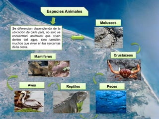 Especies Animales
Se diferencian dependiendo de la
ubicación de cada país, no sólo se
encuentran animales que viven
dentro del agua, sino también
muchos que viven en las cercanías
de la costa.
Moluscos
Crustáceos
PecesReptilesAves
Mamíferos
 