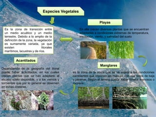 Especies Vegetales
Es la zona de transición entre
un medio acuático y un medio
terrestre. Debido a lo amplio de la
definición de la zona, la vegetación
es sumamente variada, ya que
existen litorales
marítimos, lacustres y de ríos.
Playas
Manglares
Acantilados
En ella crecen diversas plantas que se encuentran
adaptadas a condiciones extremas de temperatura,
insolación, viento, y salinidad del suelo
es la zona de la costa que se ve sujeta a las condiciones
cambiantes que imponen las mareas, con sus ciclos de baja
y pleamar. Según el terreno puede haber fondos arenosos o
rocosos
Dependiendo de la geografía del litoral
puede haber acantilados, en los cuales
crecen plantas que se han adaptado al
escaso suelo disponible, y a los vientos y
tormentas que por lo general se observan
en zonas costeras.
 