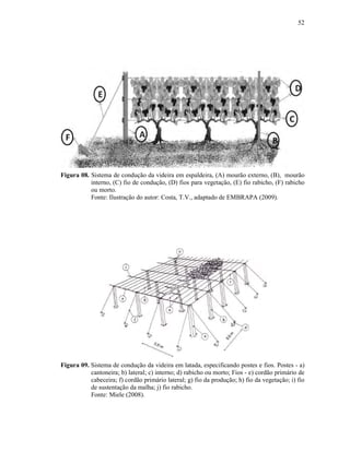 52

Figura 08. Sistema de condução da videira em espaldeira, (A) mourão externo, (B), mourão
interno, (C) fio de condução, (D) fios para vegetação, (E) fio rabicho, (F) rabicho
ou morto.
Fonte: Ilustração do autor: Costa, T.V., adaptado de EMBRAPA (2009).

Figura 09. Sistema de condução da videira em latada, especificando postes e fios. Postes - a)
cantoneira; b) lateral; c) interno; d) rabicho ou morto; Fios - e) cordão primário de
cabeceira; f) cordão primário lateral; g) fio da produção; h) fio da vegetação; i) fio
de sustentação da malha; j) fio rabicho.
Fonte: Miele (2008).

 