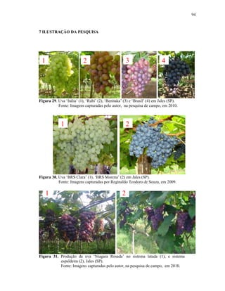 94

7 ILUSTRAÇÃO DA PESQUISA

1

2

3

4

Figura 29. Uva ‘Itália’ (1), ‘Rubi’ (2), ‘Benitaka’ (3) e ‘Brasil’ (4) em Jales (SP).
Fonte: Imagens capturadas pelo autor, na pesquisa de campo, em 2010.

1

2

Figura 30. Uva ‘BRS Clara’ (1), ‘BRS Morena’ (2) em Jales (SP).
Fonte: Imagens capturadas por Reginaldo Teodoro de Souza, em 2009.

1

2

Figura 31. Produção da uva ‘Niagara Rosada’ no sistema latada (1), e sistema
espaldeira (2), Jales (SP).
Fonte: Imagens capturadas pelo autor, na pesquisa de campo, em 2010.

 