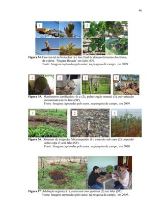 96

2

1

Figura 34. Fase inicial de brotação (1) e fase final de desenvolvimento dos frutos,
da videira ‘Niagara Rosada’ em Jales (SP).
Fonte: Imagens capturadas pelo autor, na pesquisa de campo, em 2009.

1

2

3

4

Figura 35. Manômetros danificados (1) e (2); pulverização manual (3); pulverização
mecanizada (4) em Jales (SP).
Fonte: Imagens capturadas pelo autor, na pesquisa de campo, em 2009.

1

2

3

Figura 36. Sistemas de irrigação, Microaspersão (1); aspersão sub copa (2); aspersão
sobre copa (3) em Jales (SP).
Fonte: Imagens capturadas pelo autor, na pesquisa de campo, em 2010.

Figura 37. Adubação orgânica (1); entrevista com produtor (2) em Jales (SP).
Fonte: Imagens capturadas pelo autor, na pesquisa de campo, em 2009.

 