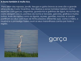 A fauna também é muito rica.Para além das raposas, javalis, texugos e gatos bravos as aves são a grande atracção da Costa Vicentina. Nas ribeiras e zonas húmidas habitam muitos espécies com garças, cegonhas, guarda-rios e galinhas de água. As rochas da costa abrigam corvos, pombos da rocha e torcazes, gaivotas, gralhas e muitos outros. Aves de rapina como as águias, açores, gaviões, mochos, e corujas partilham os céus com mais de trinta pássaros diferentes que, como o melro, o rouxinol e o pintassilgo fazem ouvir os seus maravilhosos cantos por toda a região. garça
