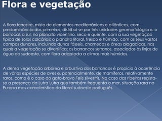 Flora e vegetaçãoA flora terrestre, misto de elementos mediterrânicos e atlânticos, com predominância dos primeiros, distribui-se por três unidades geomorfológicas: o barrocal, a sul, no planalto vicentino, seco e quente, com a sua vegetação típica de solos calcários; o planalto litoral, fresco e húmido, com os seus vastos campos dunares, incluindo dunas fósseis, charnecas e áreas alagadiças, nas quais a vegetação se diversifica; os barrancos serranos, associados às linjas de água do sudoeste, com flora adaptada a climas mais húmidos.A densa vegetação arbórea e arbustiva dos barrancos é propícia à ocorrência de várias espécies de aves e, potencialmente, de mamíferos, relativamente raros, como é o caso do gato-bravo Felis silvestris. No caso das ribeiras regista-se a presença da LutraLutra que também frequenta o mar, situação rara na Europa mas característica do litoral sudoeste português. 