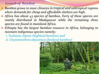  Bamboo grows in most climates in tropical and subtropical regions
where demands for cheap and affordable shelters are high.
 Africa has about 43 species of bamboo. Forty of these species are
mainly distributed in Madagascar while the remaining three
species are found in mainland Africa.
 Ethiopia has the largest bamboo resource in Africa, belonging to
twomain indigenous species namely;
i. Yushania Alpina (highland bamboo) and
ii. Oxytenanthera abyssinica (lowland bamboo)
Growth of Bamboo
 