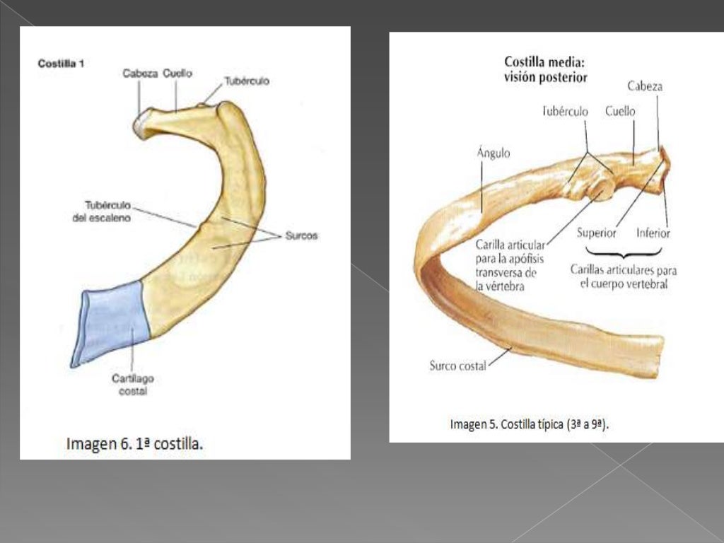 Que Son Las Costillas